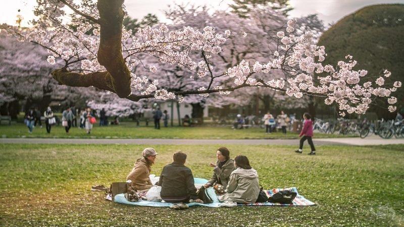🏞️ 황금숲 공원(쿠가니무이 공원) 이미지 8